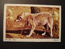 DANDY GUM WILD ANIMALS DANISH