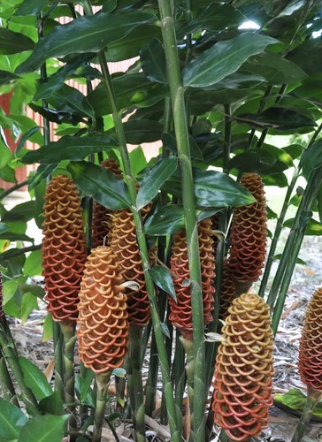 Beehive ginger coffee rare - beehive,