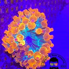 ARK Funburst Bubble Tip