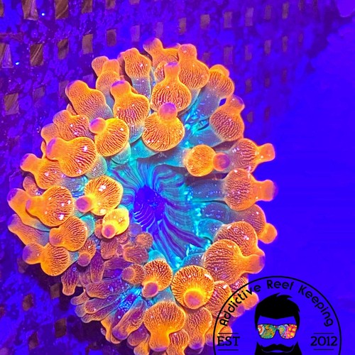 Ark funburst bubble tip - funburst,