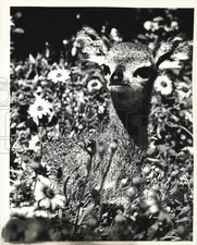 1980 Press Photo Male