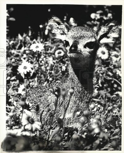 1980 press photo - press,