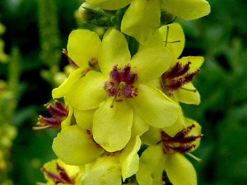 Verbascum phlomoides wega - verbascum,