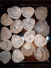 1.440 kg of Sea Worn Natural