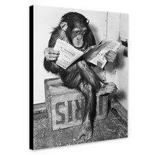 Chimpanzee Reading Newpaper -