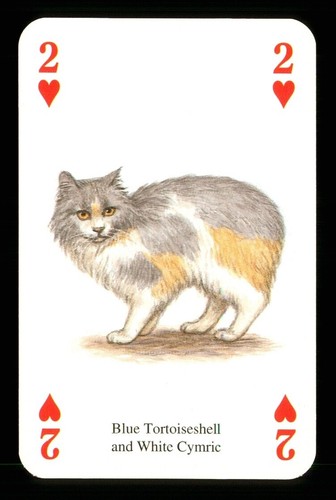 Playing card a cat blue - playing, of