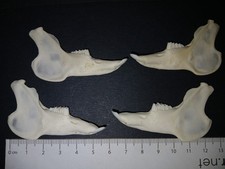 Genuine domestic rabbit jaws