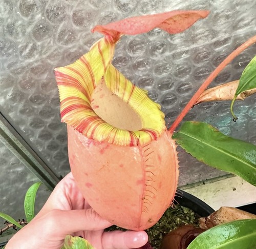 Nepenthes sibuyanensis - , x