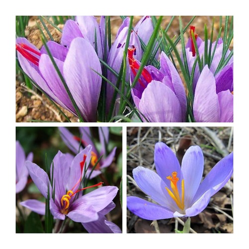 Sativus autumn flowering - sativus,