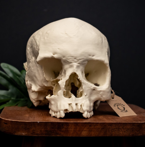 Human skull replica life - human,