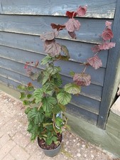XL 4ft Purple Corkscrew HAZEL NUT TREE Corylus Avellana RED MAJESTIC Edible Nuts