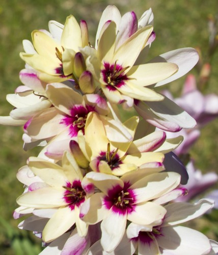 Ixia hogarth bulbs - 20,