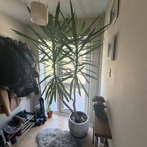Feet big yukka plant - feet, indoor