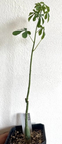 Rare adenia fruticosa caudex - fruticosa,