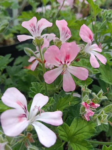 Pelargonium clorinda - pelargonium, 'clorinda'