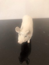 Beswick Pig—Champion Boy