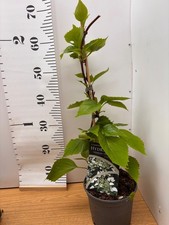 climbing Hydrangea
