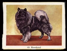 KEESHOND Dutch Barge Dog Full