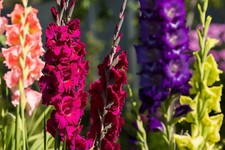 20x gladioli large flowering - 20x,