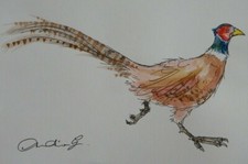 Original pen & ink & watercolour painting of a Pheasant on ivory white paper