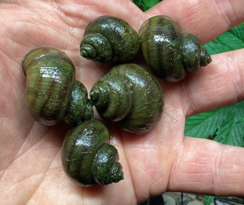 Mystery snails asian ringed - 10,