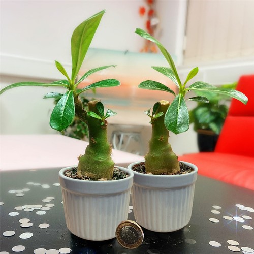 Unusual adenium obesum - unusual, desert