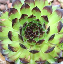 Sempervivum - Reinhardt -