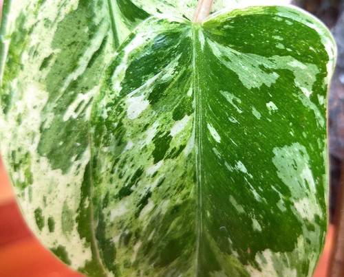 Rare philodendron emerald ice - rare,