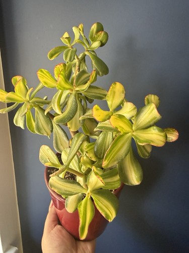 Rare crassula ovata return - rare, of