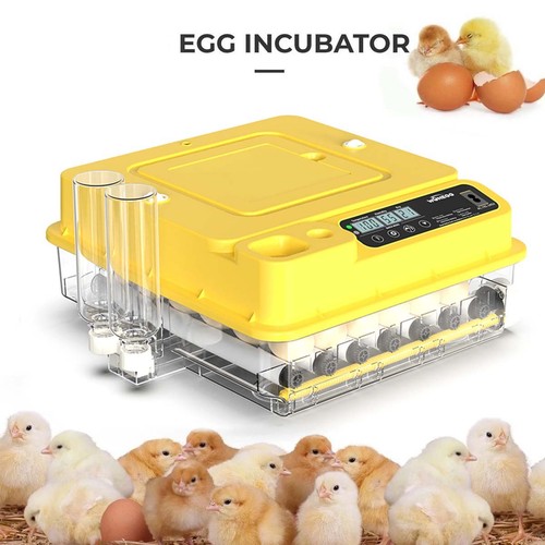 Eggs fully automatic - eggs,