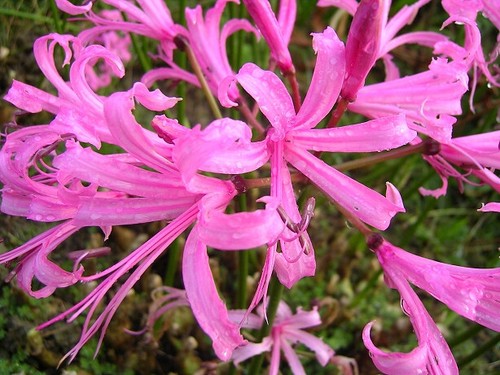 Nerine bowdenii guernsey - bowdenii,