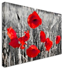 Poppy Red Black & White Flower