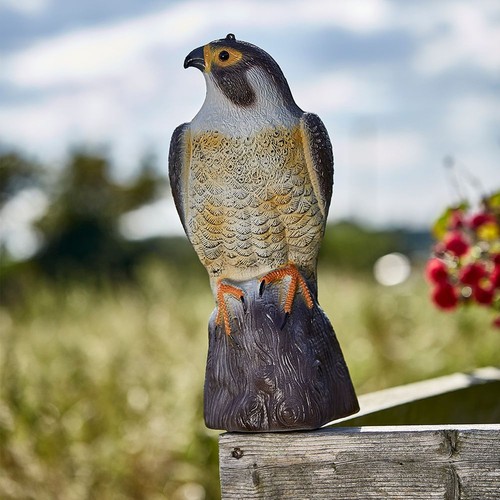 Large falcon bird - bird, deterrent