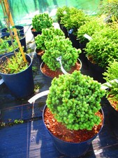 8inch diameter Evergreen