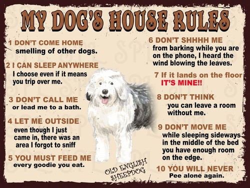 Old english sheepdog - old,