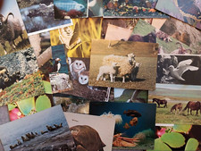 Animals, Insects, Fish & Birds