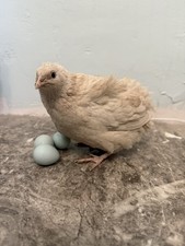 🐣🪺Fresh Caledon Quail