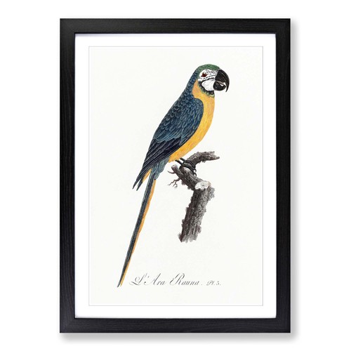 Blue and yellow macaw - blue-and-yellow, parrot