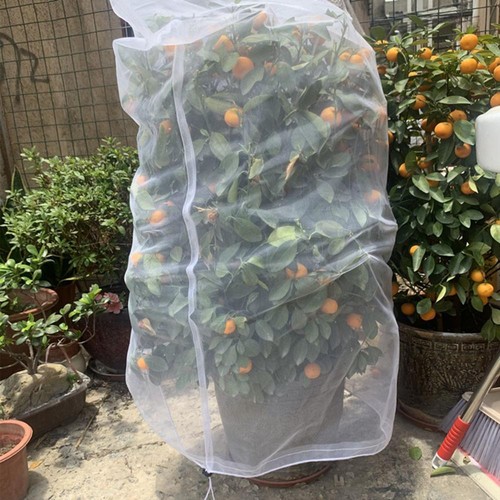 Garden plant tree fruit - plant, cover