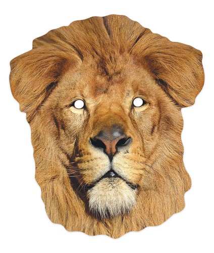 Lion animal single - lion,