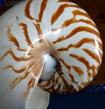 Antique NAUTILUS SHELL 7.5"