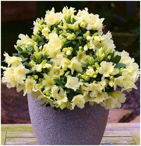 Dwarf rhododendron - [x2],