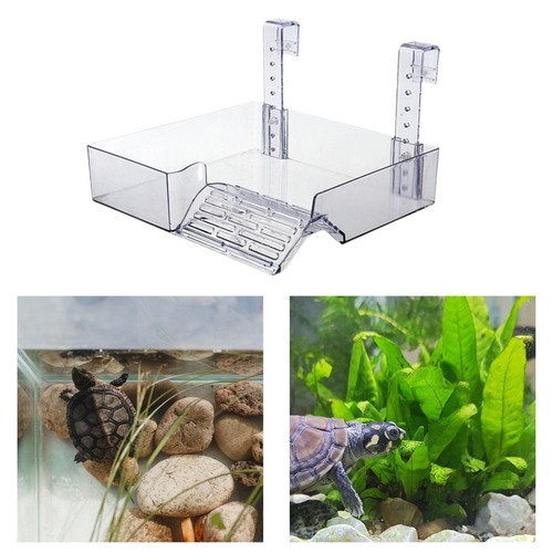 Tortoise tank platform acrylic - tortoise,