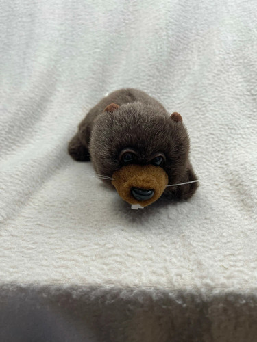 Stuffed animal house - , beaver