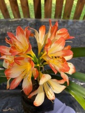 Clivia miniata Picotee