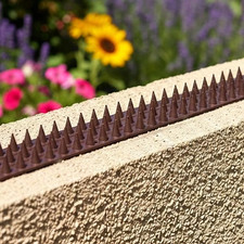 Bird Fence Wall Spikes Cat