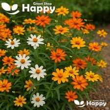 Classic Zinnia 400 Seeds - Zinnia Linearis - Weather Resistant Spreading Flower