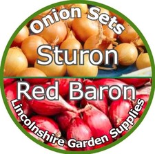 Onion Sets STURON- RED BARON