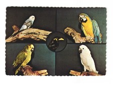 Robert The Talking Mynah Bird