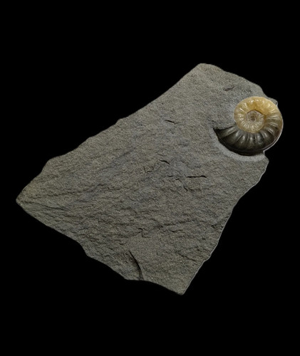 Asteroceras obtusum